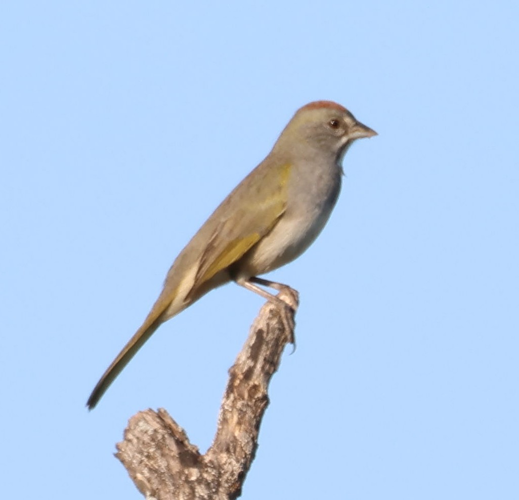 Green-tailed Towhee - ML624684592