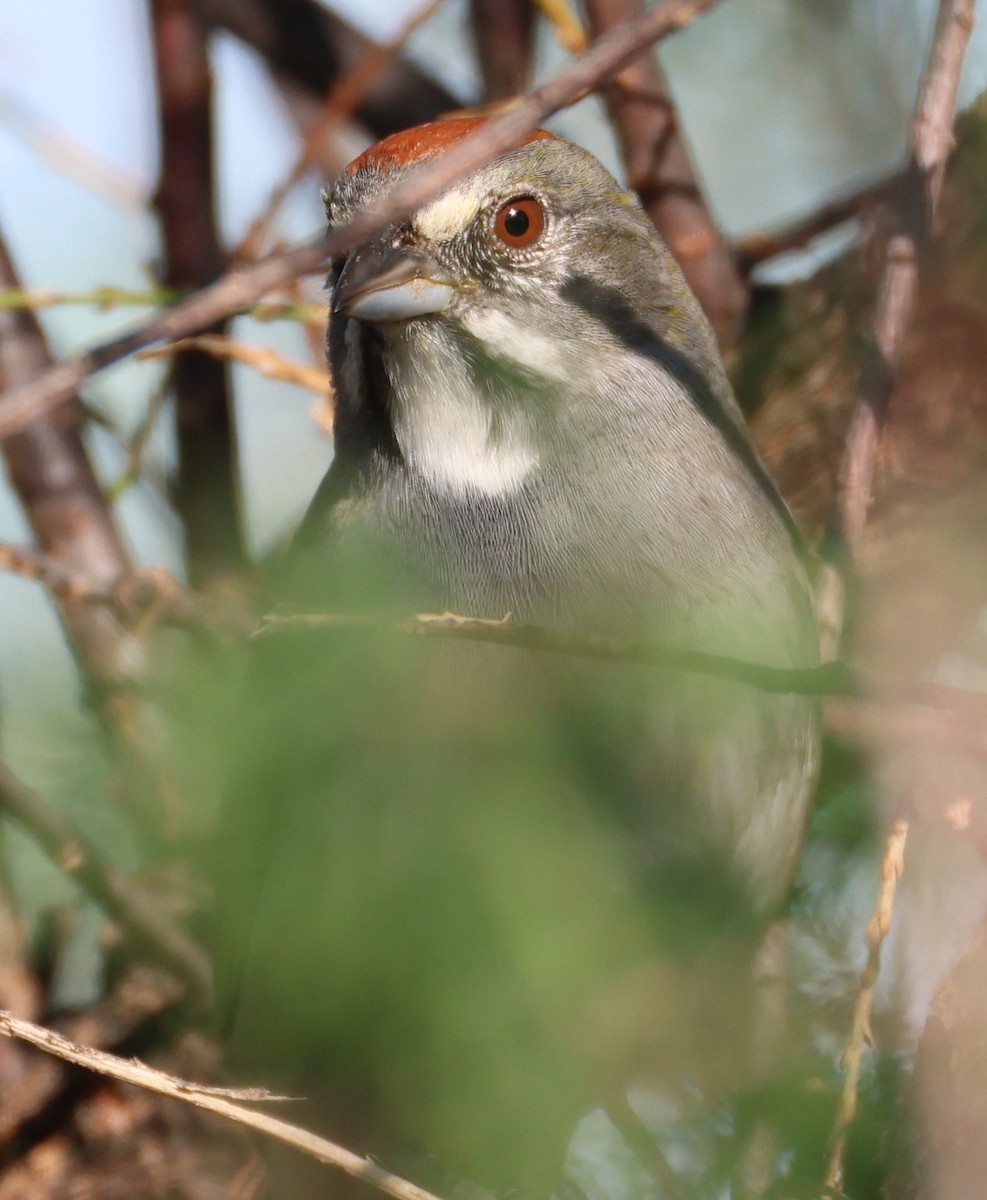 Green-tailed Towhee - ML624684593