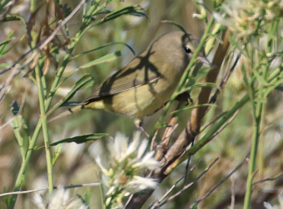 Orange-crowned Warbler - ML624684597