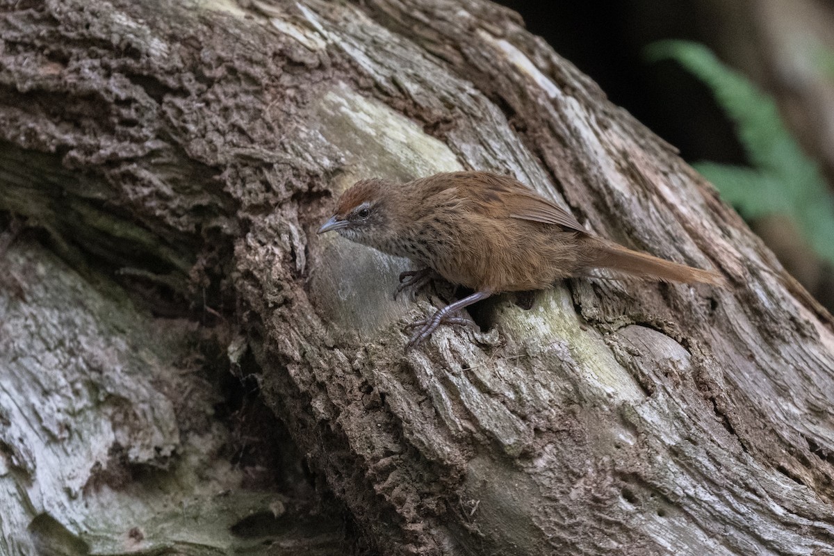 New Zealand Fernbird - ML624684602