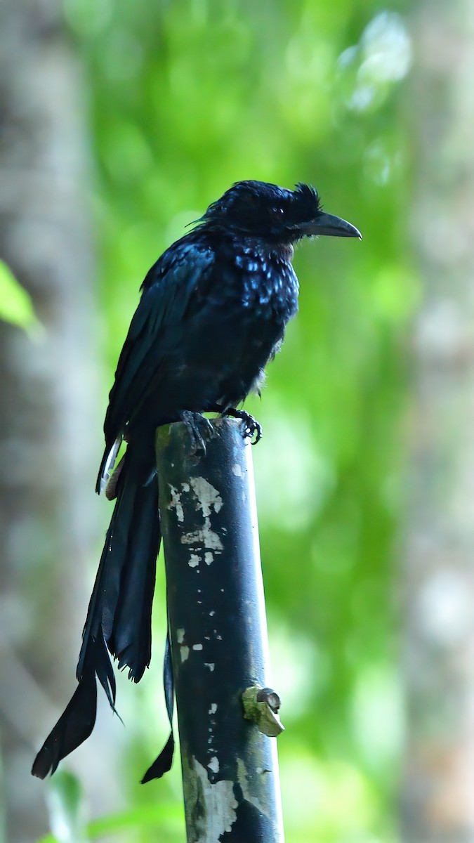 Greater Racket-tailed Drongo - ML624684660
