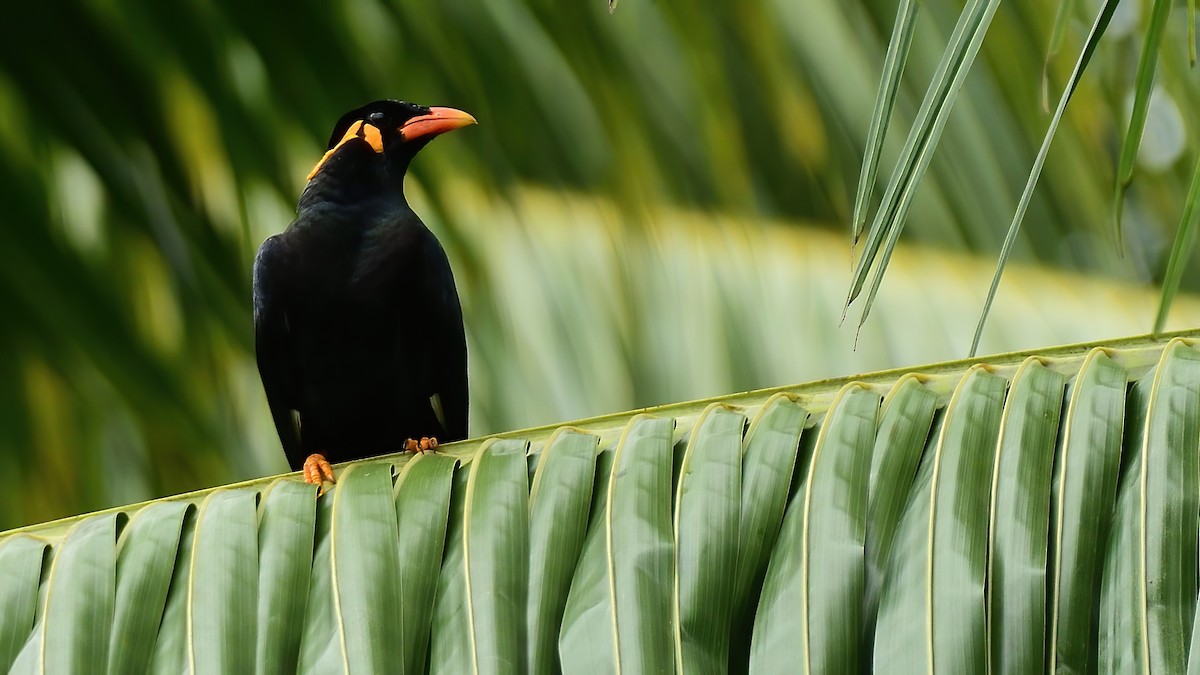 Common Hill Myna - ML624684666