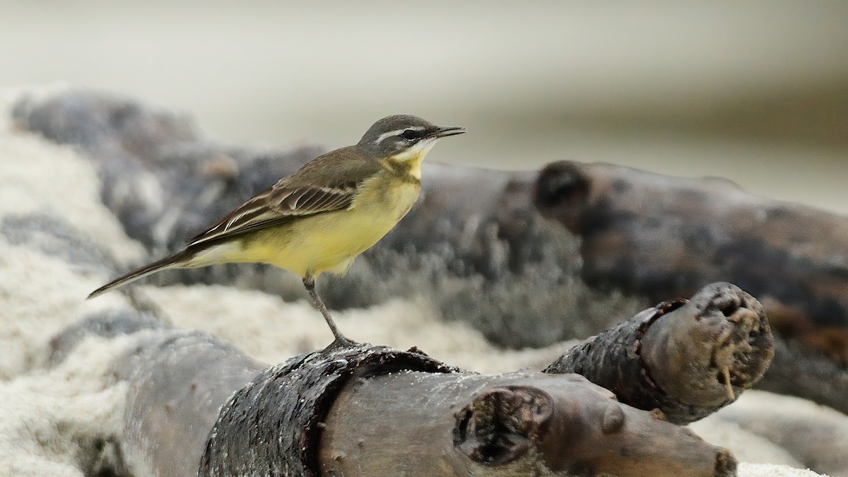 Дорнын шар цэгцгий - ML624684717