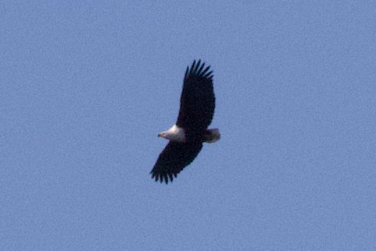 African Fish-Eagle - ML624684840