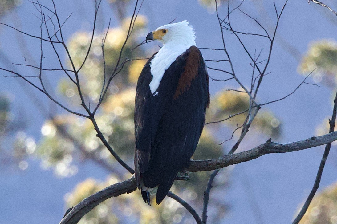 African Fish-Eagle - ML624684841