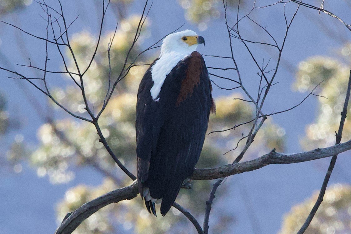 African Fish-Eagle - ML624684842
