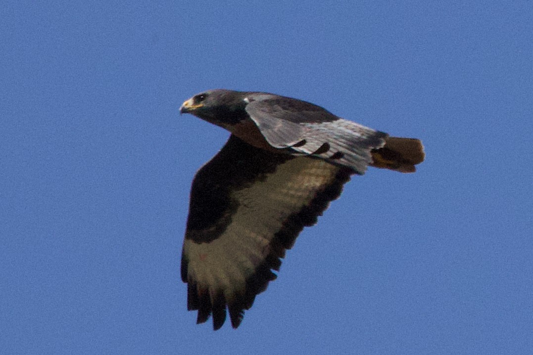 Jackal Buzzard - ML624684873