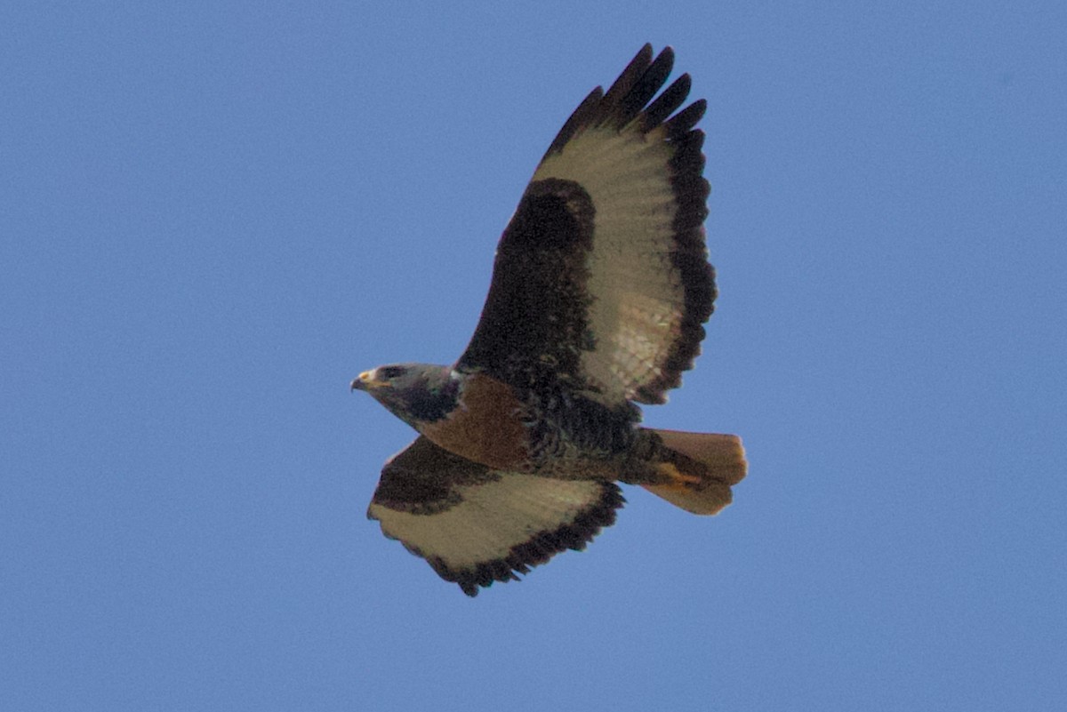 Jackal Buzzard - ML624684874