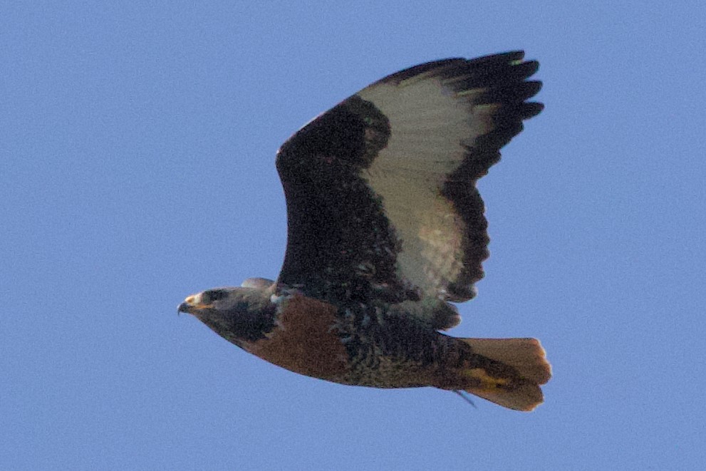 Jackal Buzzard - ML624684875