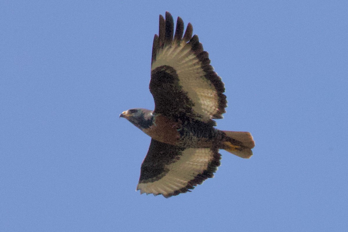 Jackal Buzzard - ML624684876