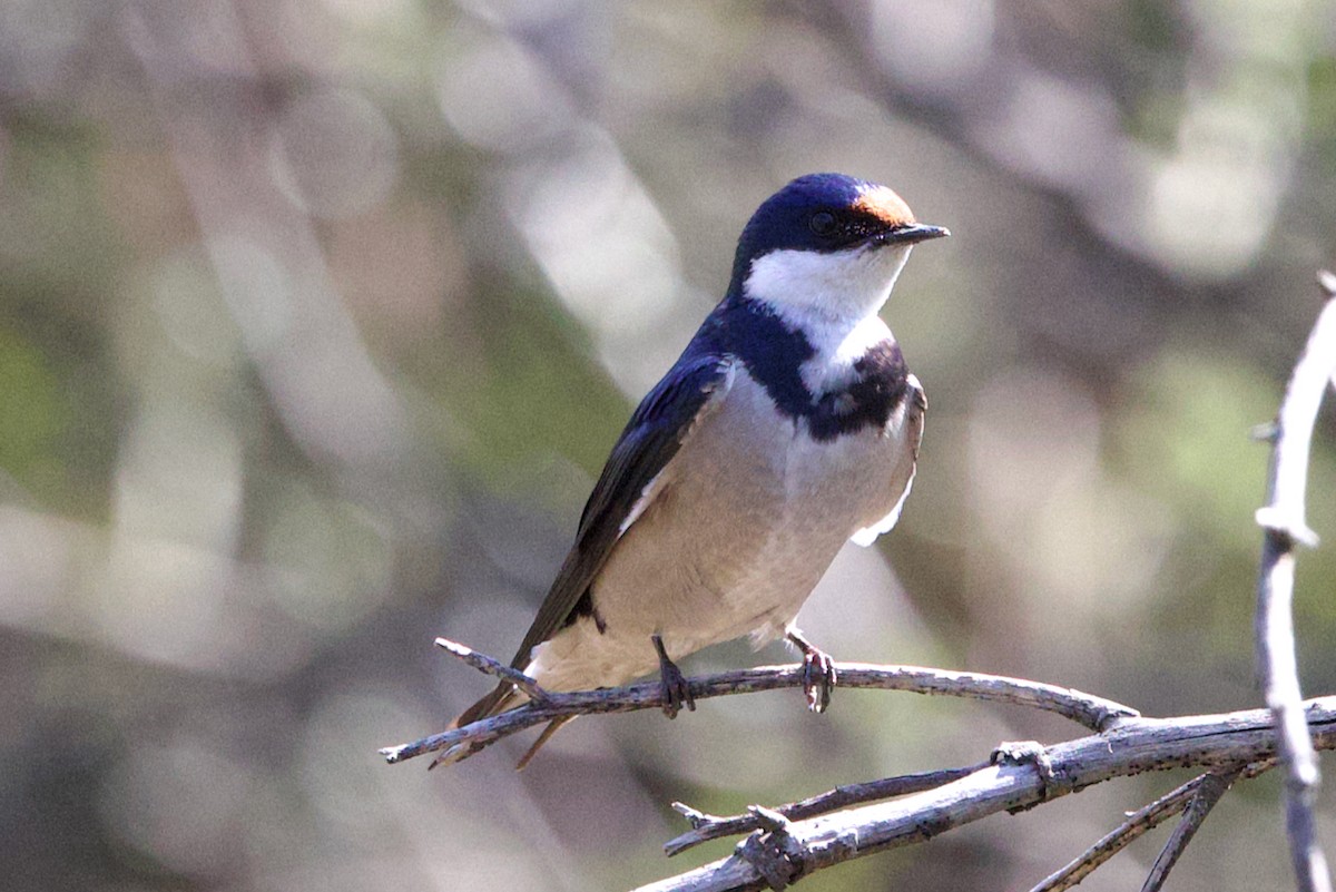 White-throated Swallow - ML624684884