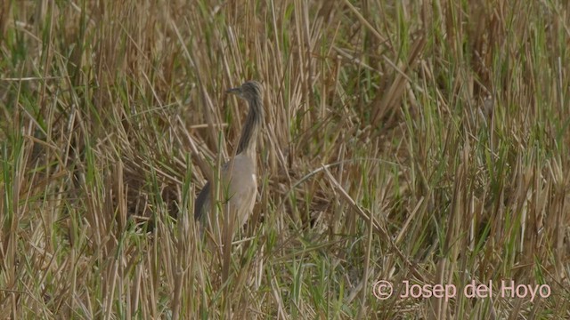 Squacco Heron - ML624685027