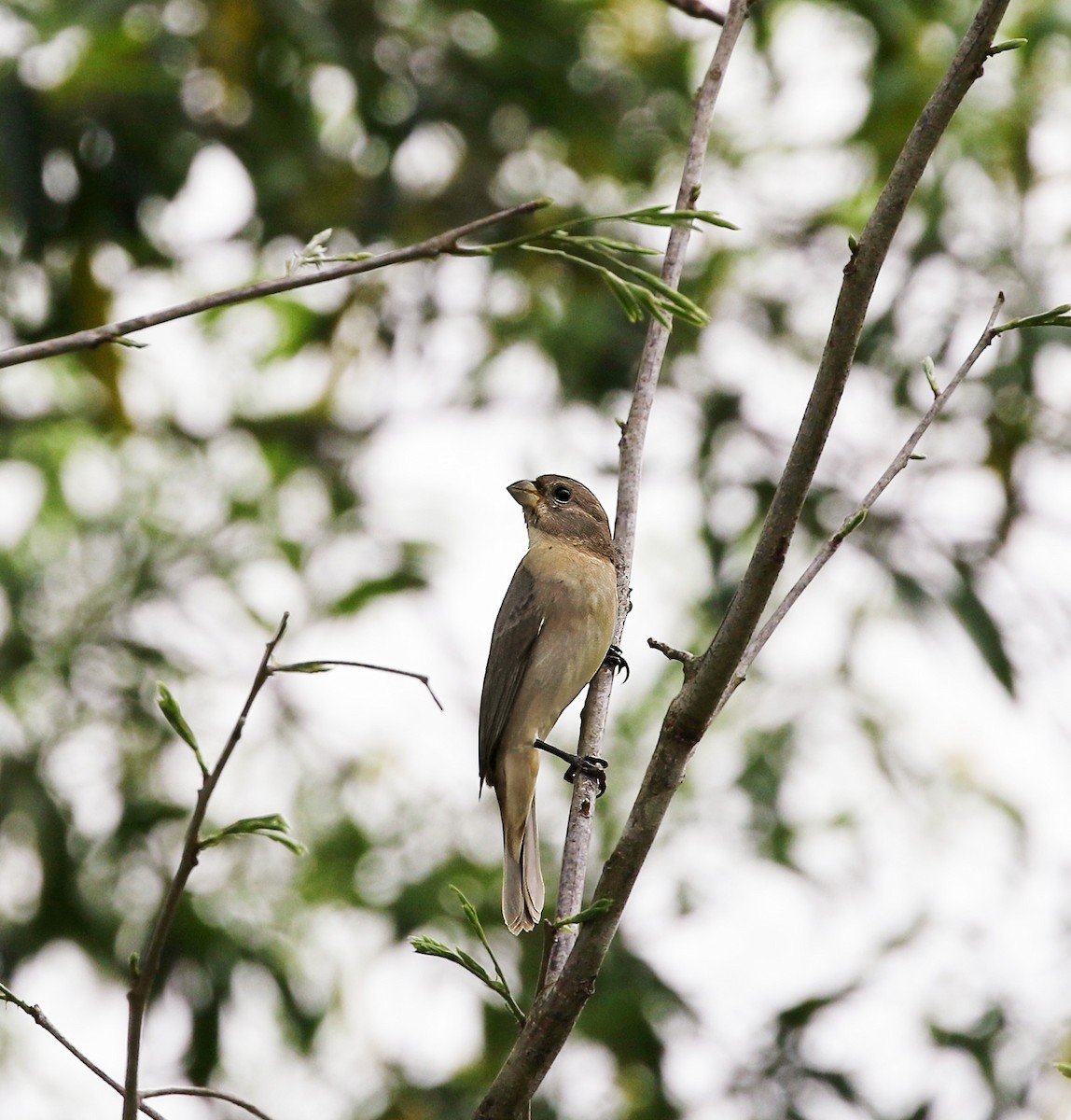 Double-collared Seedeater - ML624685259