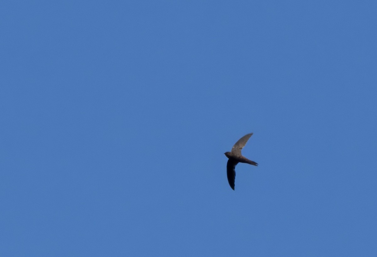 Plain Swift - ML624685292