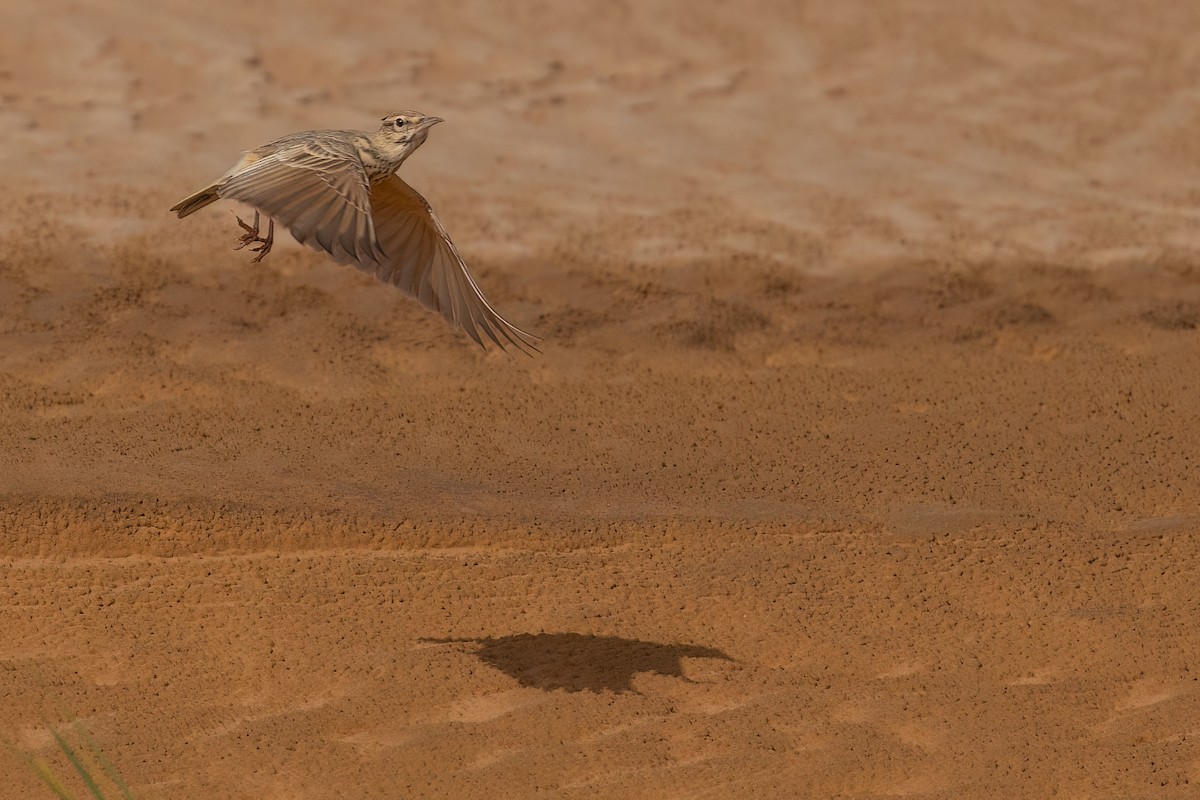 Crested Lark (Maghreb) - Jaap Velden