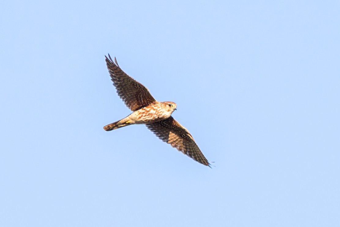 Merlin - ML624685407