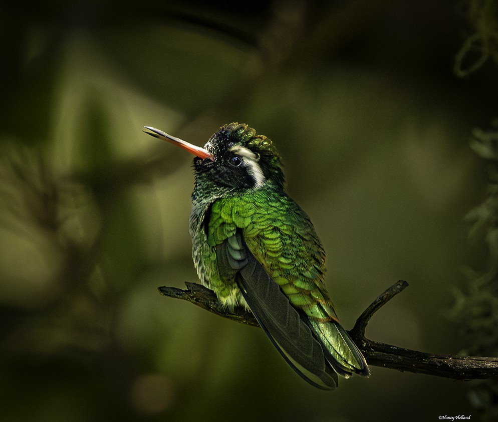 White-eared Hummingbird - ML624685408