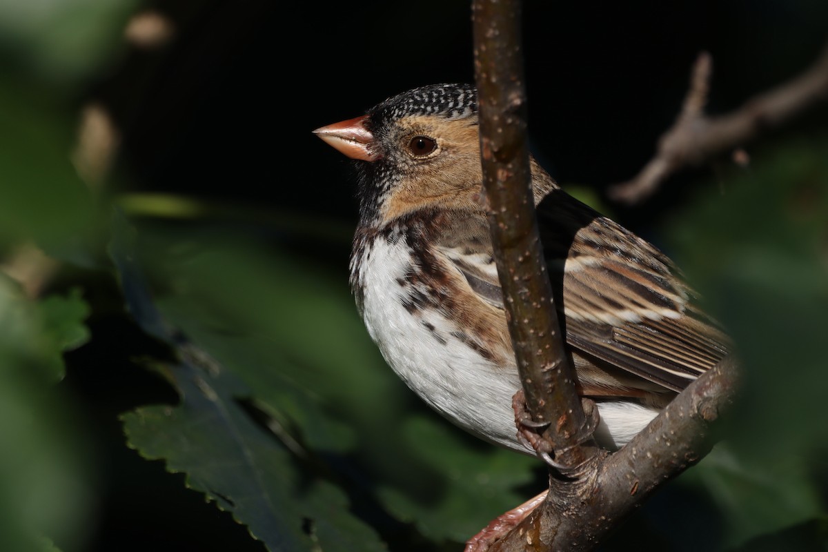 Harris's Sparrow - ML624685524