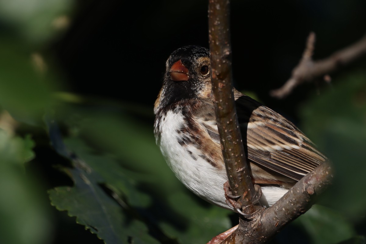 Harris's Sparrow - ML624685525