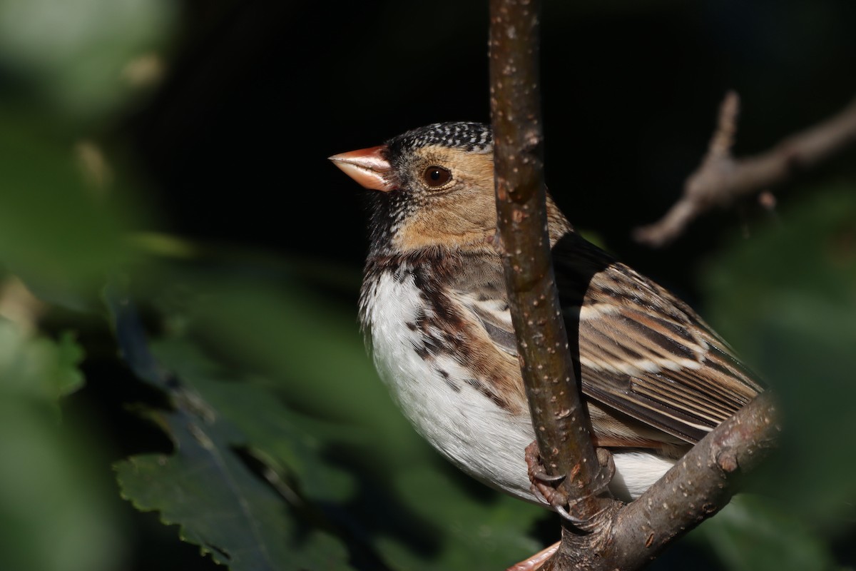 Harris's Sparrow - ML624685526