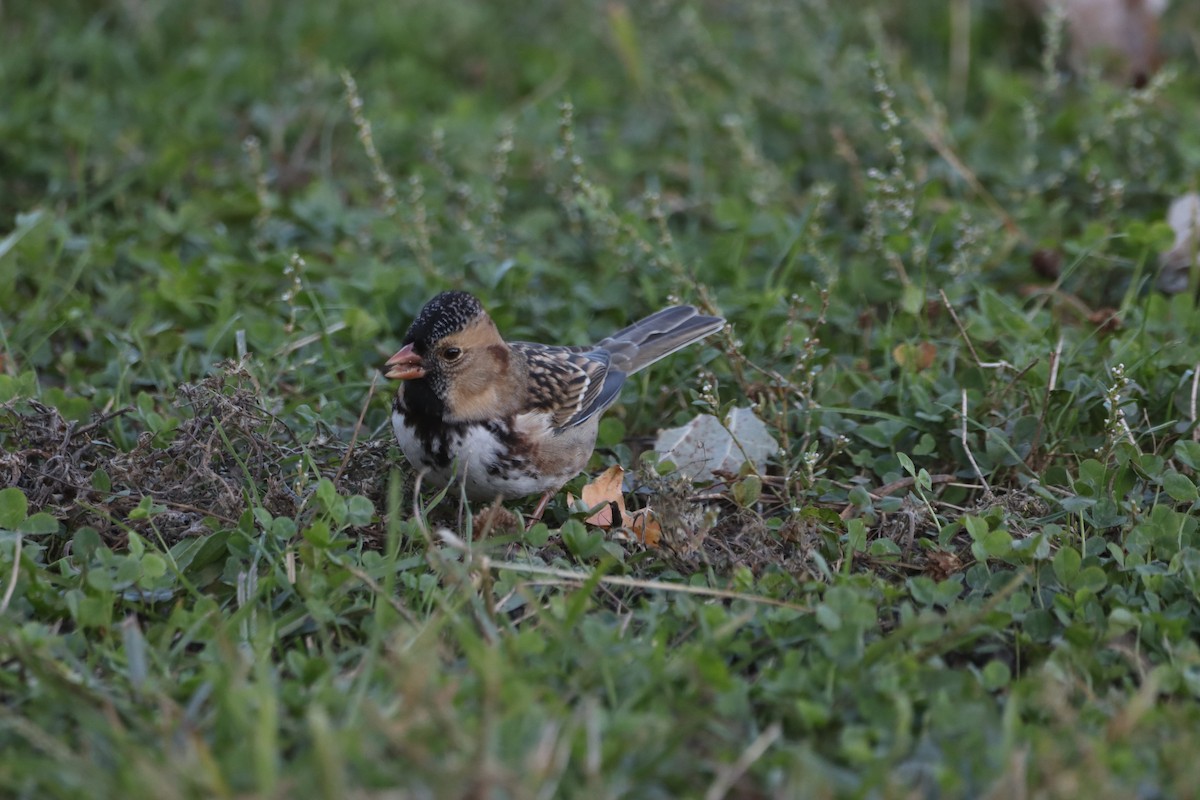 Harris's Sparrow - ML624685527