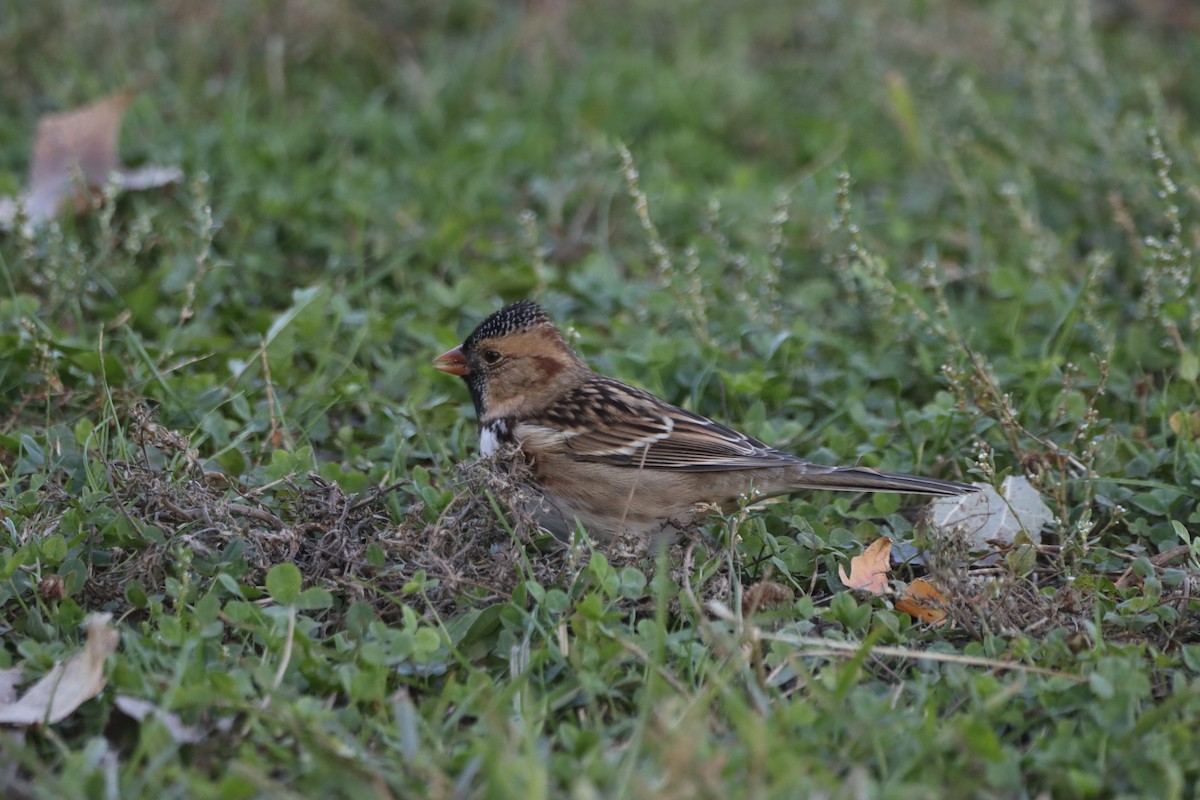 Harris's Sparrow - ML624685528