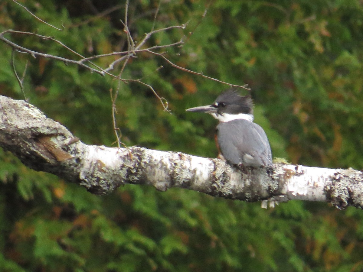 Belted Kingfisher - ML624685792