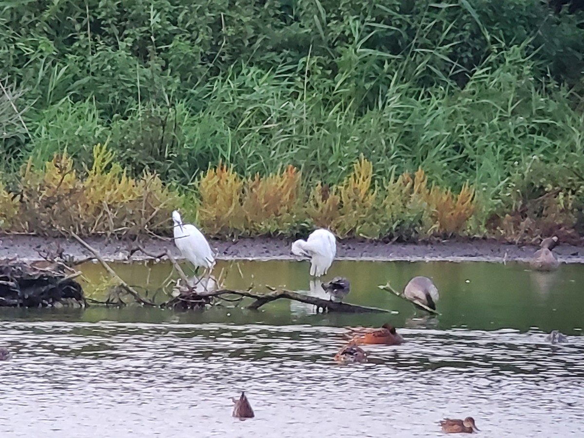 Little Egret - ML624686071
