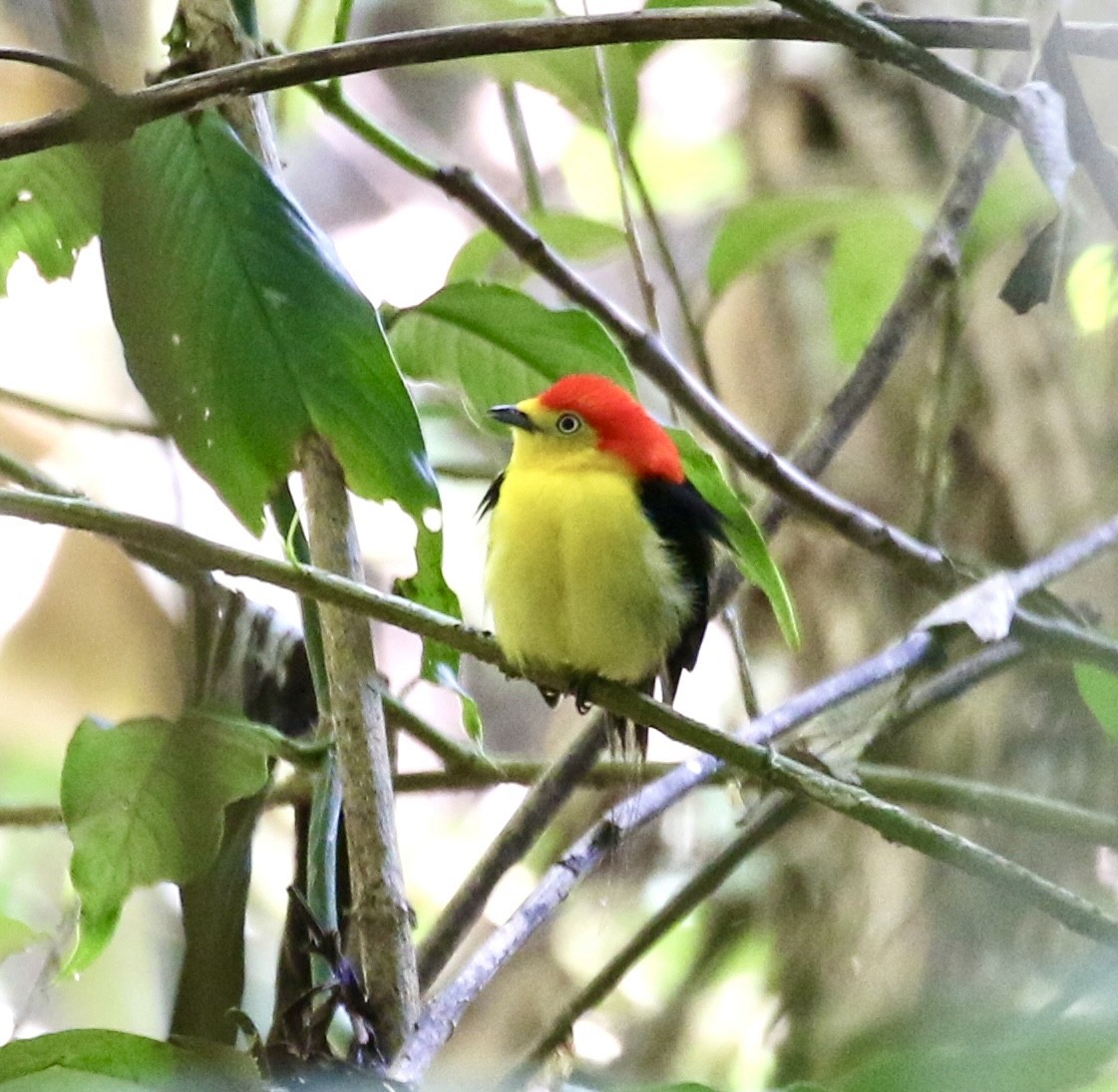 Wire-tailed Manakin - ML624686083