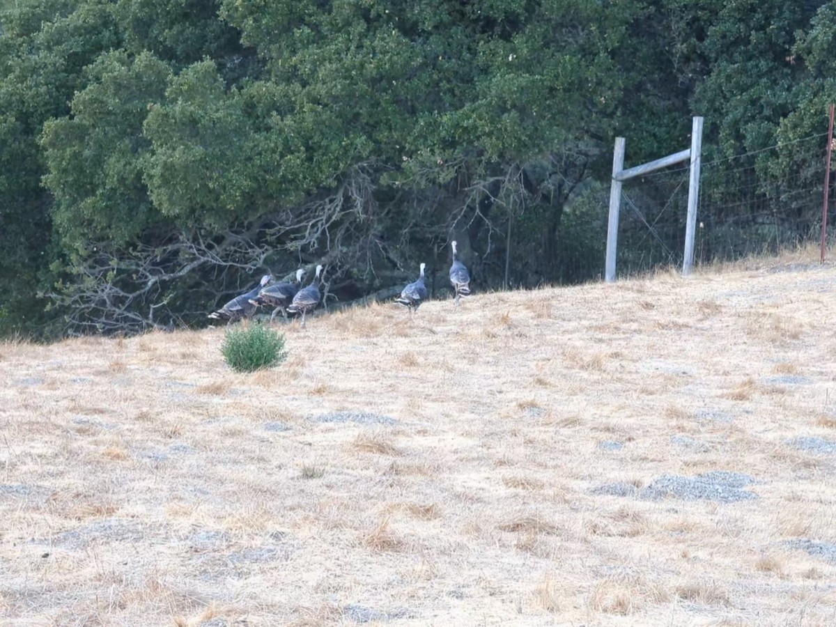 Wild Turkey - ML624686228