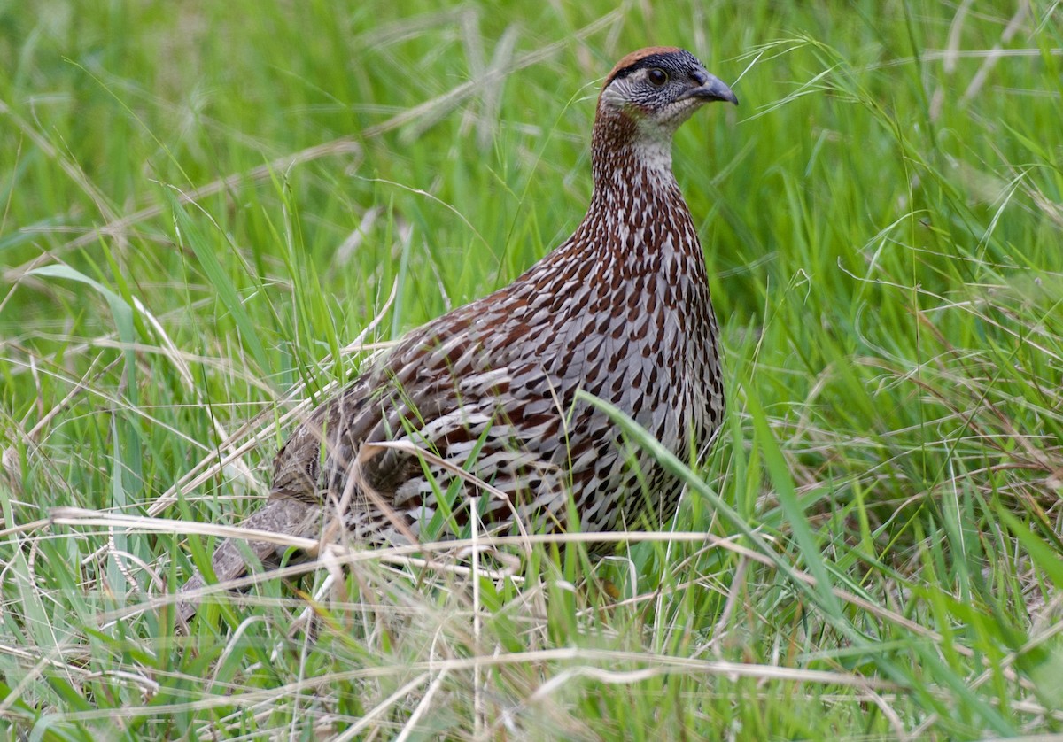 Erckel's Spurfowl - ML624686383