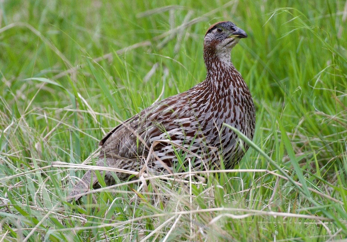 Erckel's Spurfowl - ML624686384