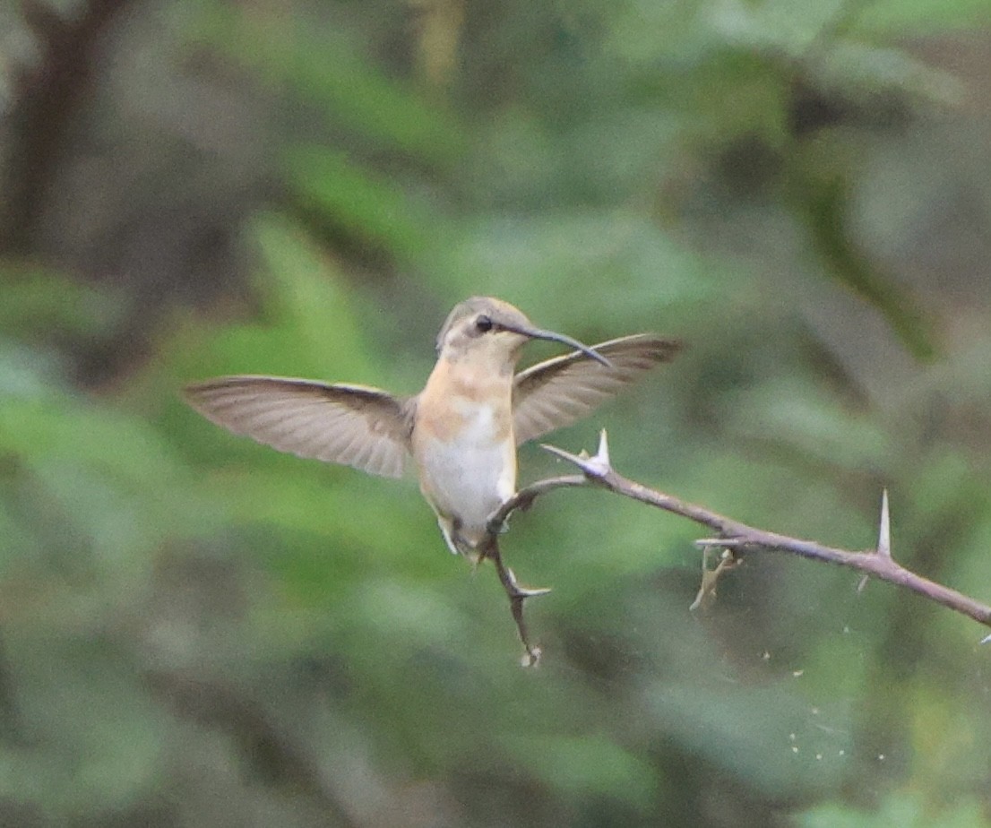 Gray-chinned Hermit - ML624686386