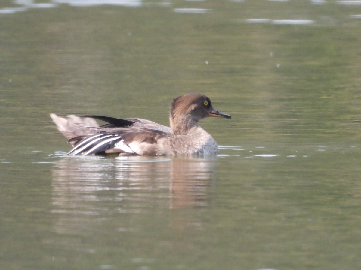 Hooded Merganser - ML624686530