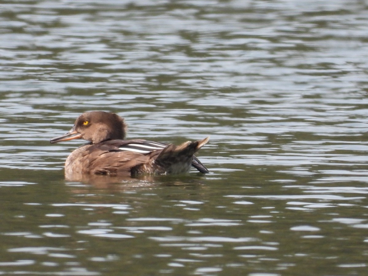 Hooded Merganser - ML624686531