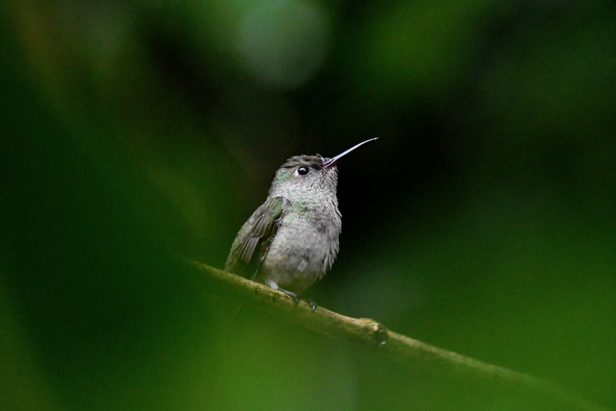 Colibri de Cuvier - ML624686615