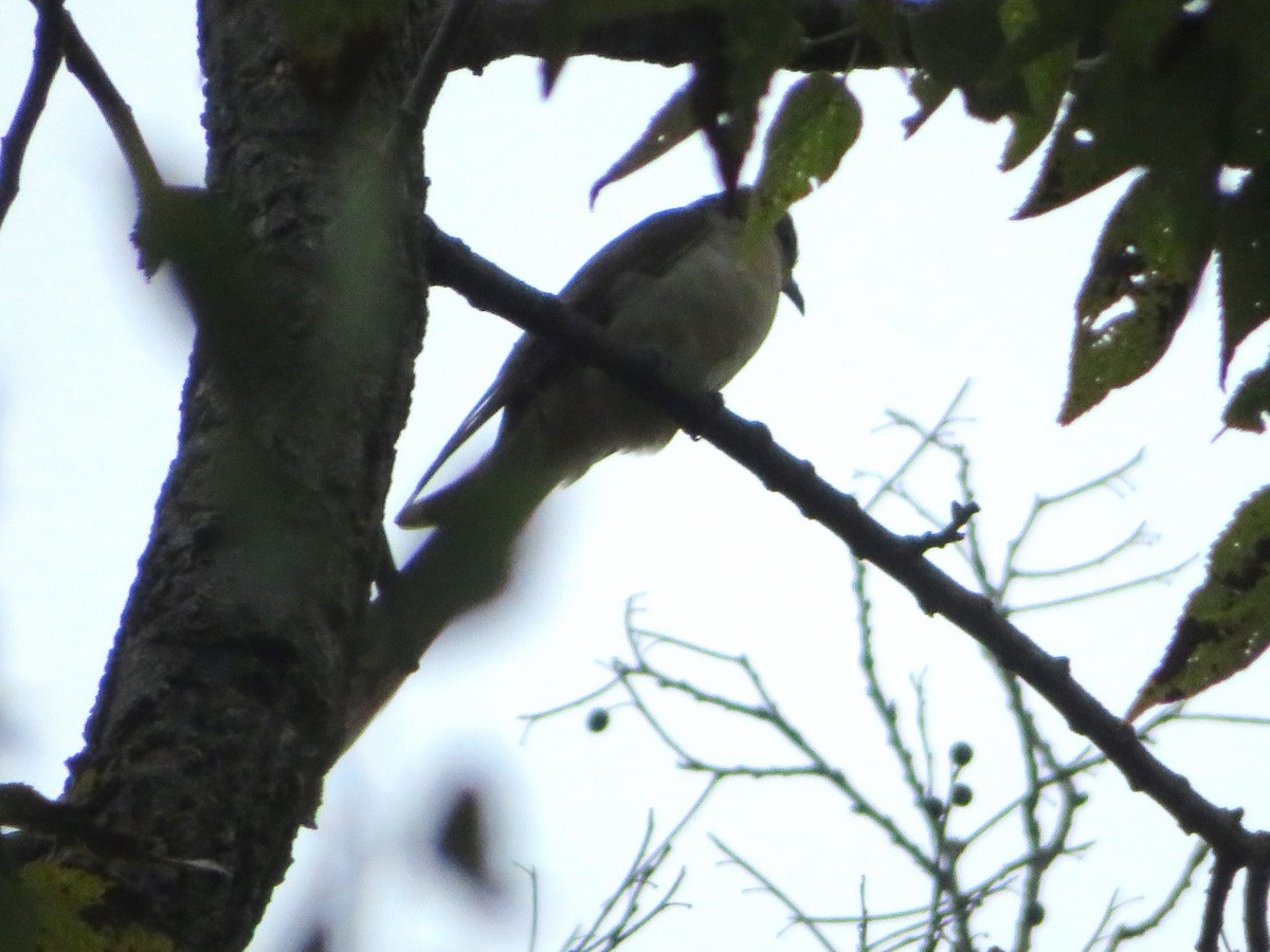 Yellow-billed/Black-billed Cuckoo - ML624686753