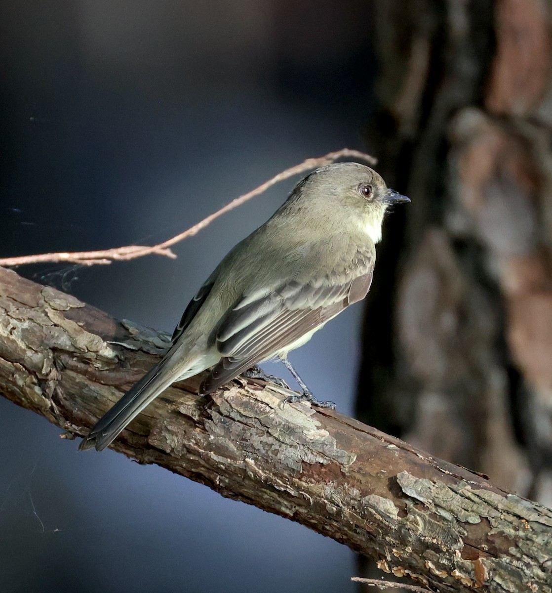 Eastern Phoebe - ML624686780