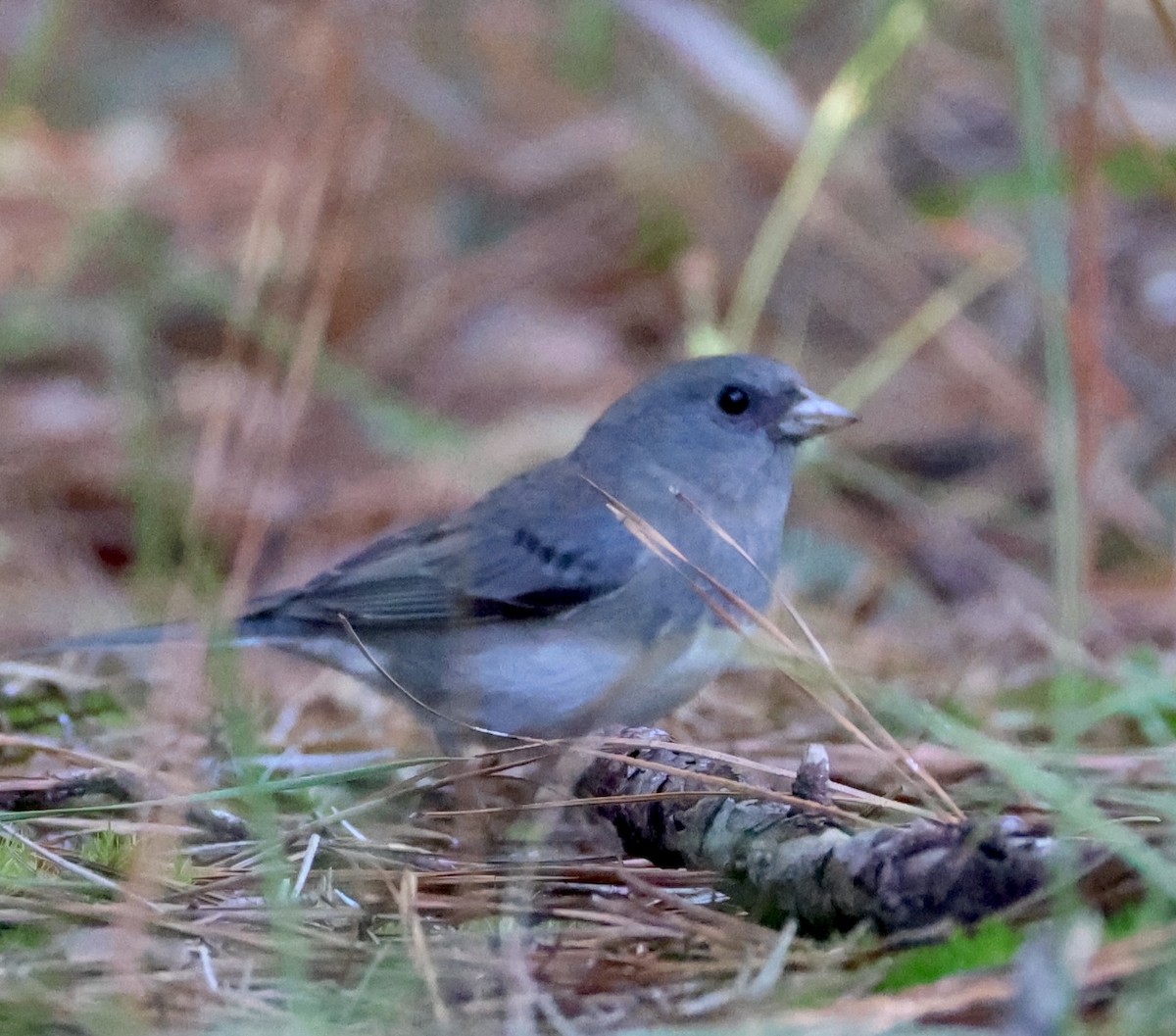 Dark-eyed Junco - ML624686886