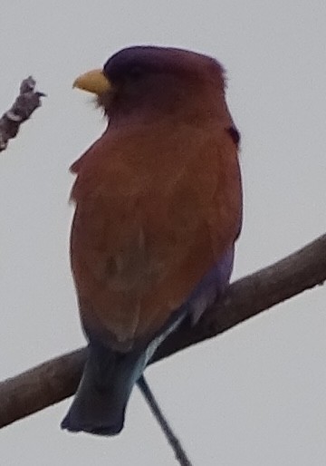 šírozobec skořicový - ML624687162