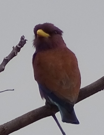 šírozobec skořicový - ML624687163