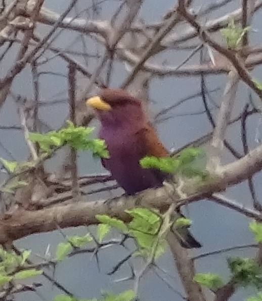 šírozobec skořicový - ML624687164