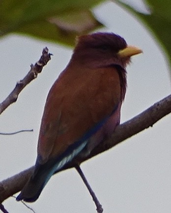 šírozobec skořicový - ML624687165