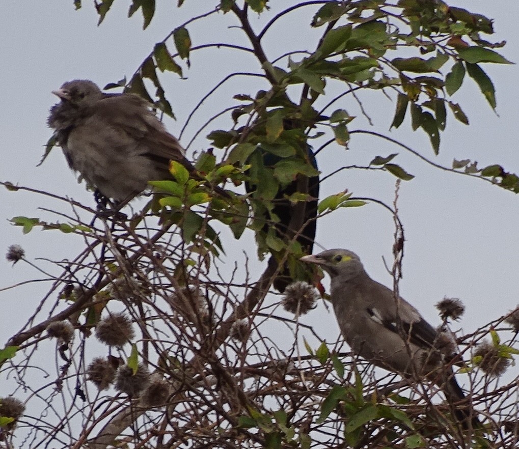 špaček laločnatý - ML624687192