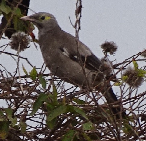 špaček laločnatý - ML624687264