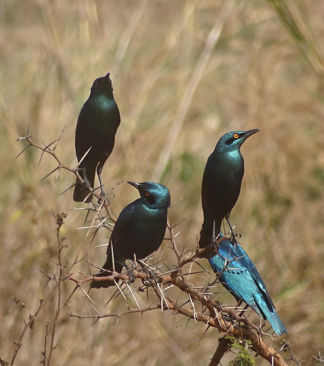 leskoptev kovová - ML624687318