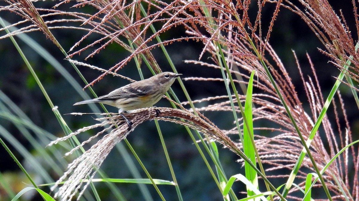Yellow-rumped Warbler - ML624687330