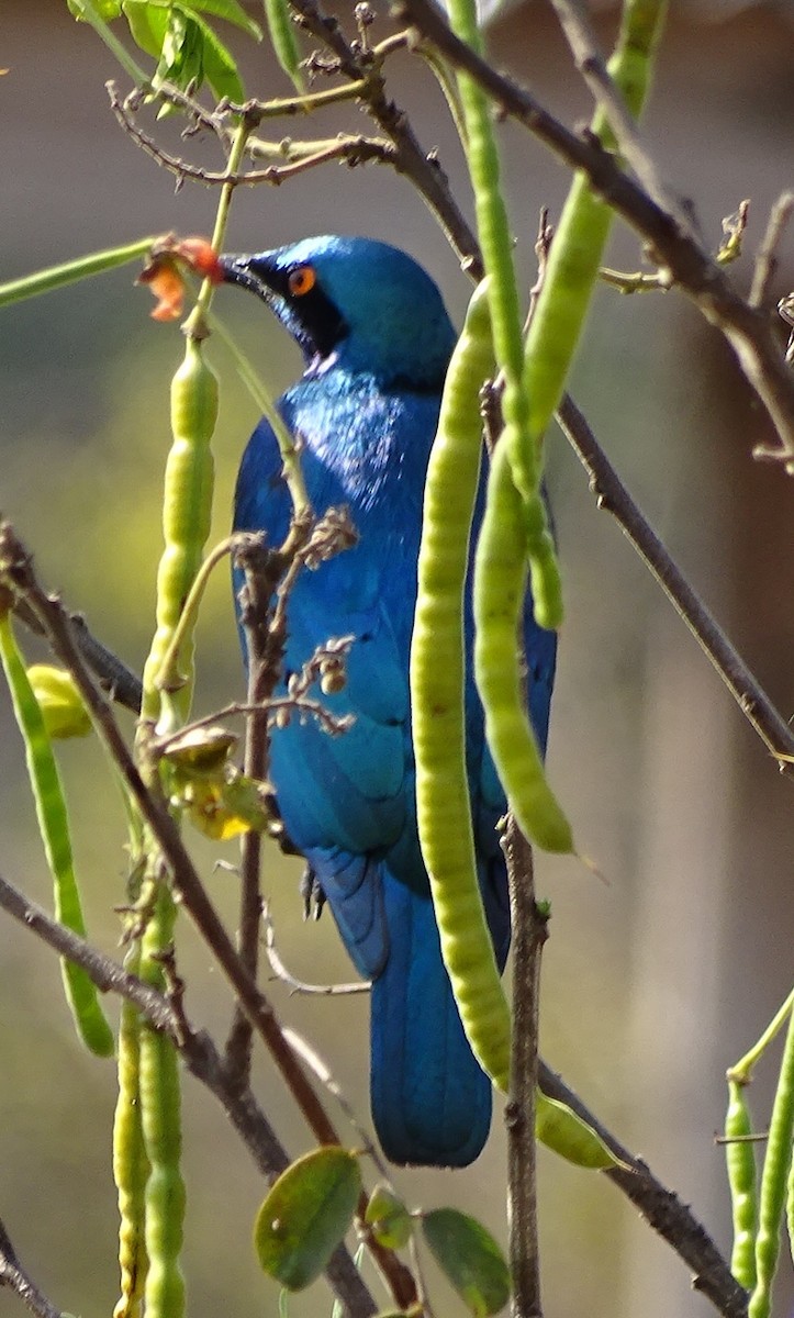 leskoptev kovová - ML624687332