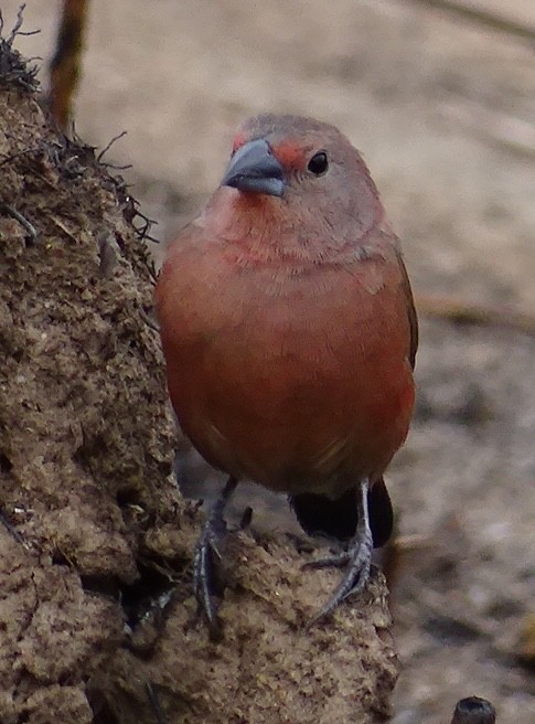 Jameson's Firefinch - ML624687364