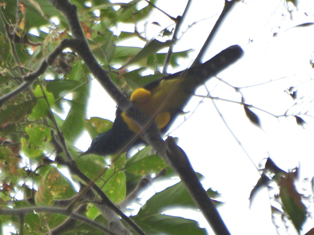 African Emerald Cuckoo - ML624687401